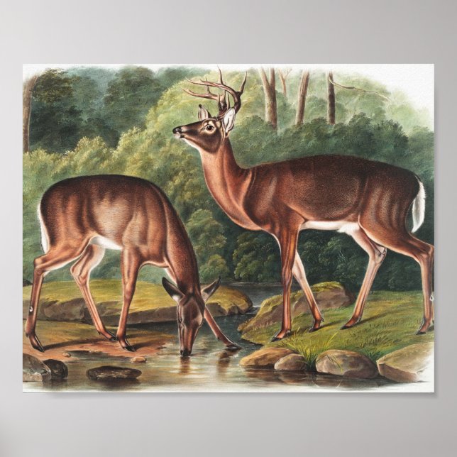 Illustration av Virginian Hjort (Cervus Virginianu Poster (Framsidan)