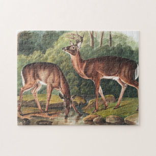 Illustration av Virginian Hjort (Cervus Virginianu Pussel