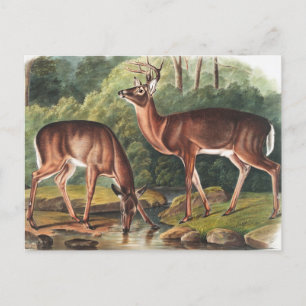 Illustration av Virginian Hjort (Cervus Virginianu Vykort