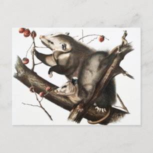 Illustration av Virginian Opossum Didelphis Vykort