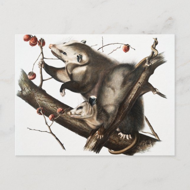 Illustration av Virginian Opossum Didelphis Vykort (Framsida)