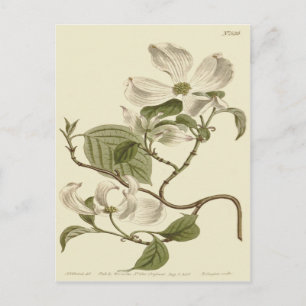 Illustration av vita Dogwood Flowers Vykort