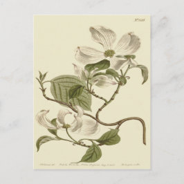 Illustration av vita dogwoodblommor vykort