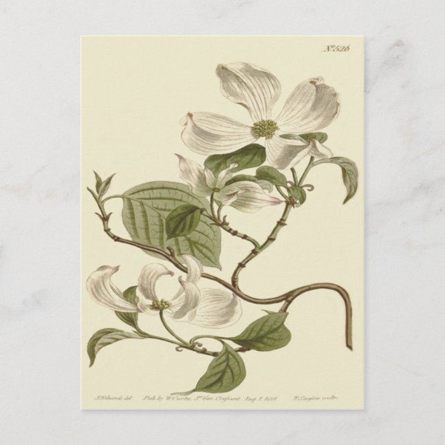 Illustration av vita dogwoodblommor vykort (Framsida)
