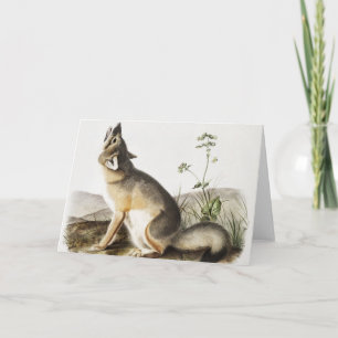 Illustration av vulpes velox (Vulpes velox) Kort