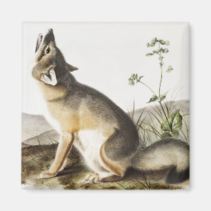 Illustration av vulpes velox (Vulpes velox) Magnet
