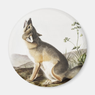 Illustration av vulpes velox (Vulpes velox) Magnet