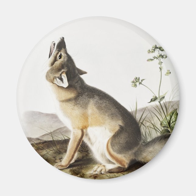Illustration av vulpes velox (Vulpes velox) Magnet (Framsidan)