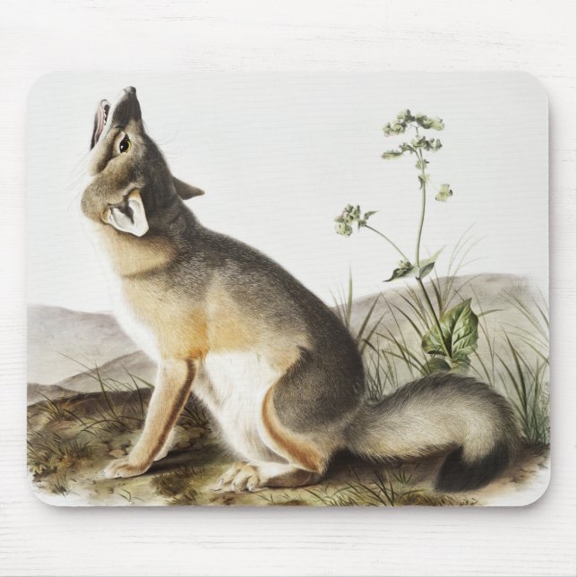 Illustration av vulpes velox (Vulpes velox) Musmatta (Framsidan)