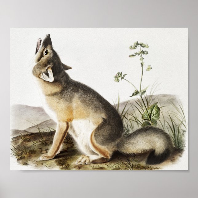 Illustration av vulpes velox (Vulpes velox) Poster (Framsidan)