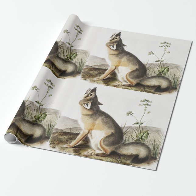 Illustration av vulpes velox (Vulpes velox) Presentpapper (Utrullad)