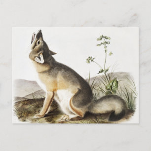 Illustration av vulpes velox (Vulpes velox) Vykort