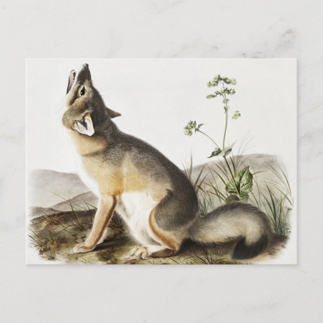 Illustration av vulpes velox (Vulpes velox) Vykort (Framsida)