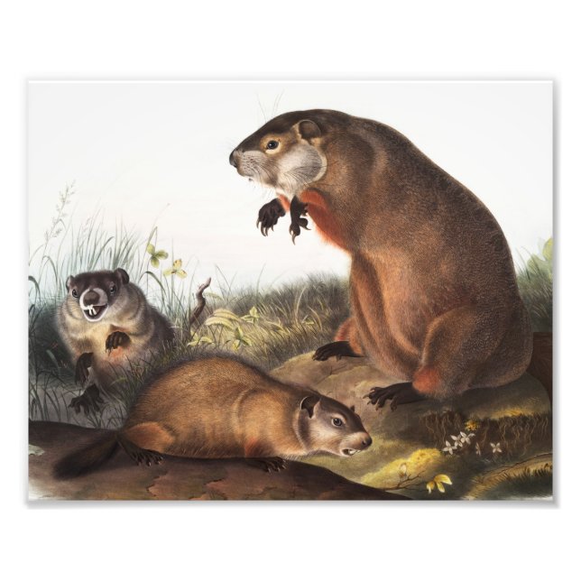 Illustration av Woodchuck (Arctomys monax) Fototryck (Framsidan)