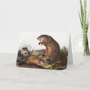 Illustration av Woodchuck (Arctomys monax) Kort