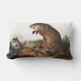 Illustration av Woodchuck (Arctomys monax) Lumbarkudde