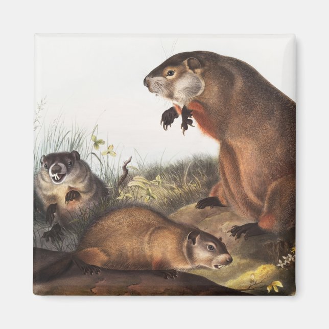 Illustration av Woodchuck (Arctomys monax) Magnet (Framsidan)