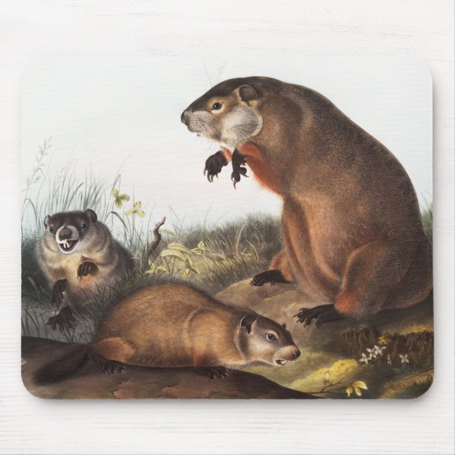 Illustration av Woodchuck (Arctomys monax) Musmatta (Framsidan)