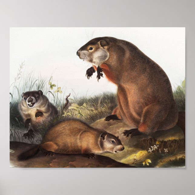 Illustration av Woodchuck (Arctomys monax) Poster (Framsidan)