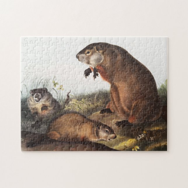 Illustration av Woodchuck (Arctomys monax) Pussel (Horisontell)