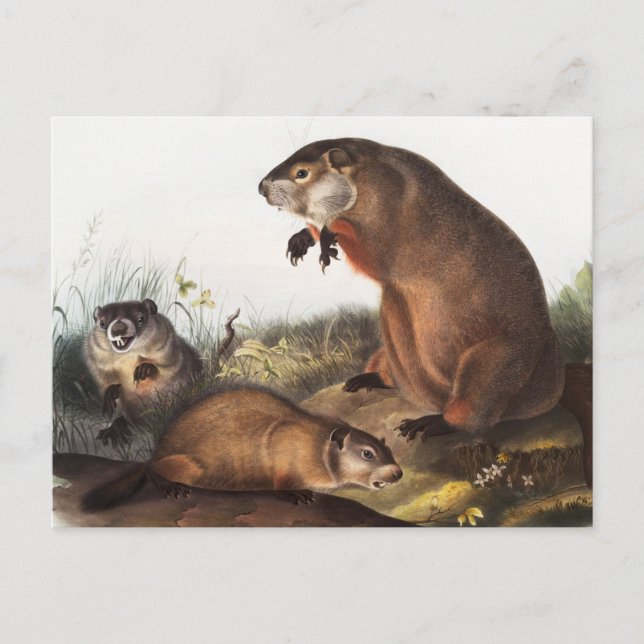 Illustration av Woodchuck (Arctomys monax) Vykort (Framsida)