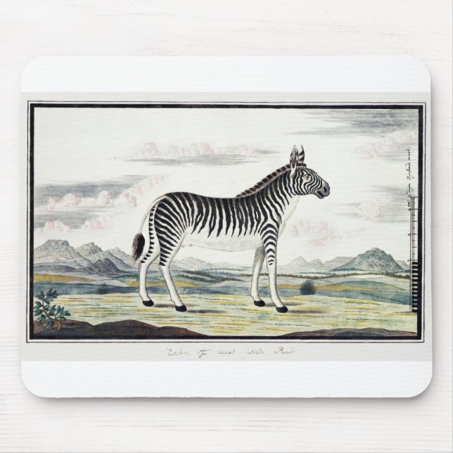 Illustration av Zebra Afrika Rand Animal Teckning Musmatta (Framsidan)