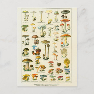 Illustration champignons dangeureux vykort