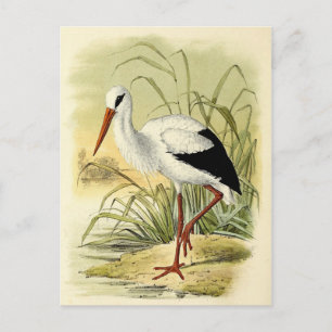 Illustration cigogne vykort
