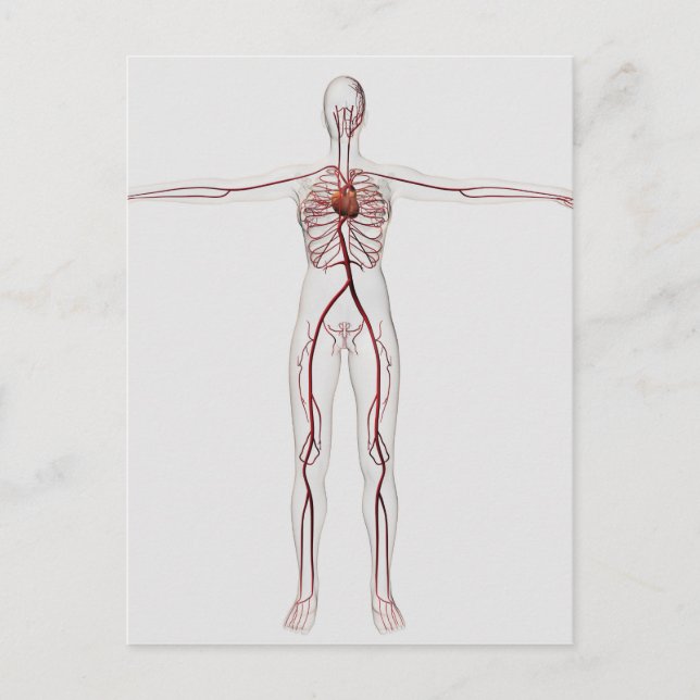 Illustration: Cirkulationssystem för kvinnor 3 Vykort (Framsida)