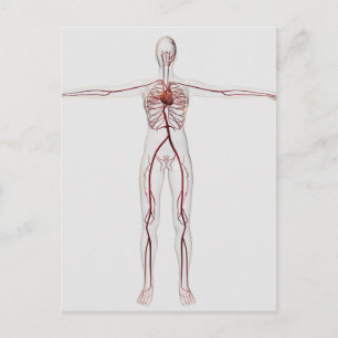 Illustration: Cirkulationssystem för kvinnor 3 Vykort