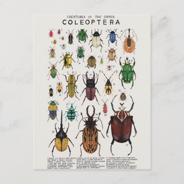Illustration coléoptères vykort (Framsida)