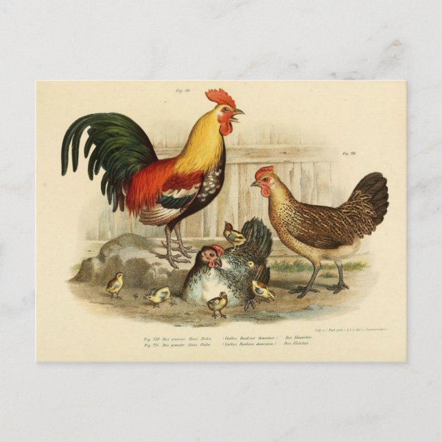 Illustration coq et poule vykort (Framsida)