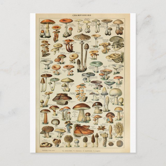 Illustration dictionnaire champignons vykort (Framsida)