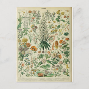 Illustration dictionnaire fleurs vykort