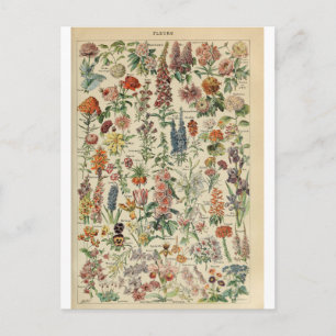 Illustration dictionnaire fleurs vykort