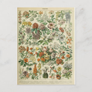 Illustration dictionnaire fleurs vykort