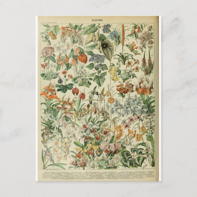 Illustration dictionnaire fleurs vykort (Framsida)