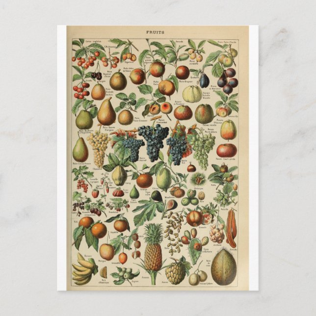 Illustration dictionnaire fruits vykort (Framsida)