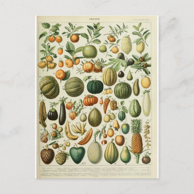 Illustration dictionnaire fruits vykort (Framsida)