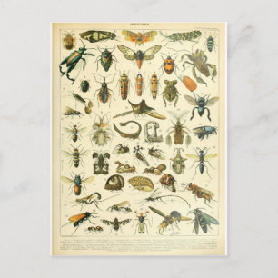 Illustration dictionnaire insectes vykort