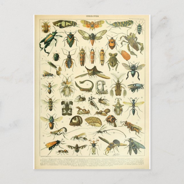 Illustration dictionnaire insectes vykort (Framsida)