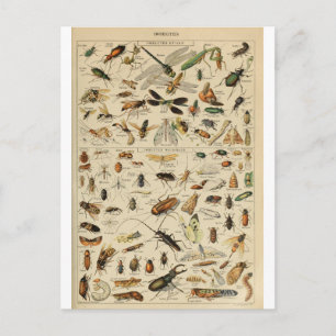 Illustration dictionnaire insectes vykort