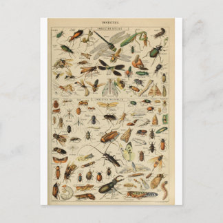 Illustration dictionnaire insectes vykort