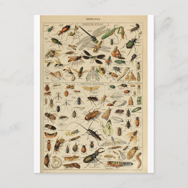 Illustration dictionnaire insectes vykort (Framsida)
