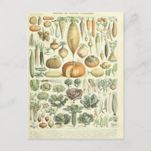 Illustration dictionnaire légumes vykort