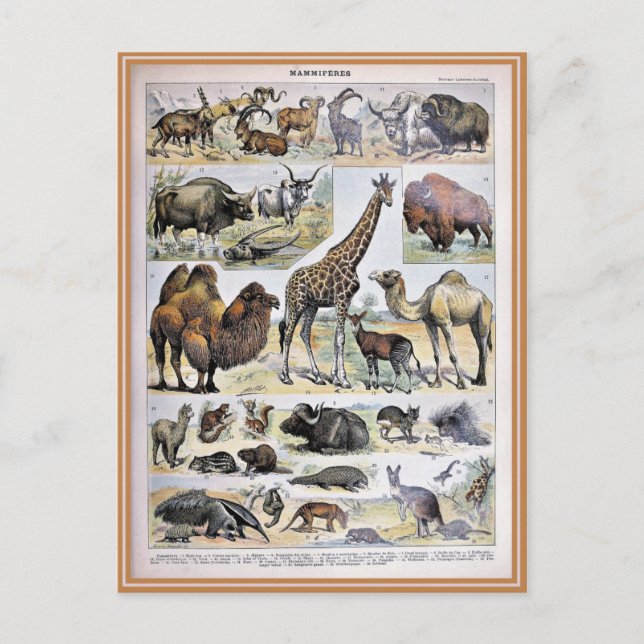 Illustration dictionnaire mammifères vykort (Framsida)