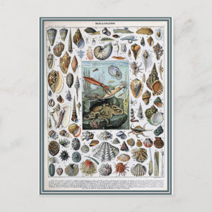 Illustration dictionnaire mollques vykort