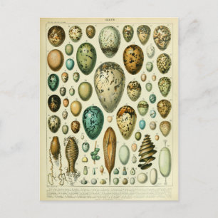 Illustration dictionnaire oeufs vykort