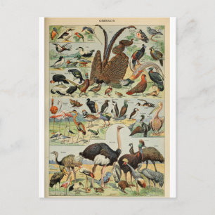 Illustration dictionnaire oiseaux vykort