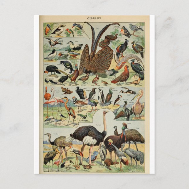 Illustration dictionnaire oiseaux vykort (Framsida)